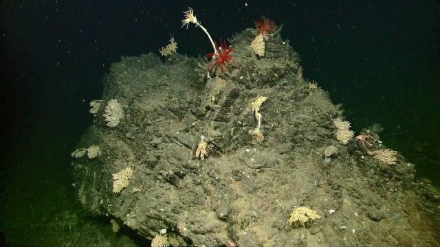 Crinoids, sea lilies, Picture