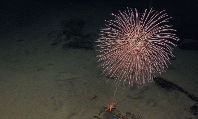 Beautiful spiral iridigorgia coral. Picture