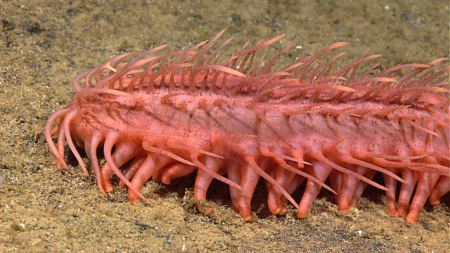 A red many-legged holothurian (?) a huge worm (?) Picture