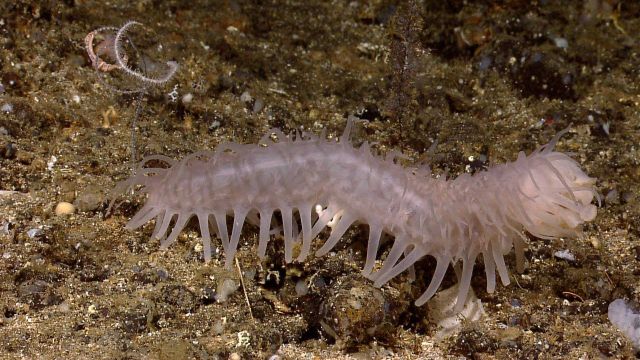 A white many-legged holothurian (?) a huge worm (?) Picture