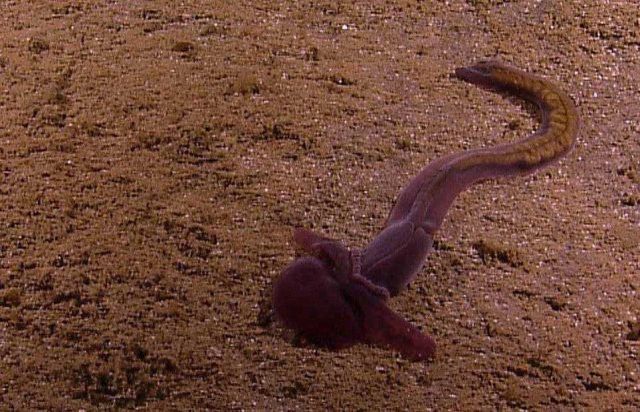Close up of a large purple spoon worm Picture