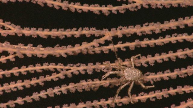 Galatheid crab on a deepwater coral from a frame grab of an ROV high definition video camera. Picture