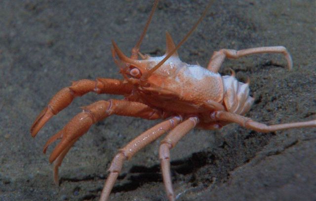 A galatheid crab ready to battle the Little Hercules ROV Picture