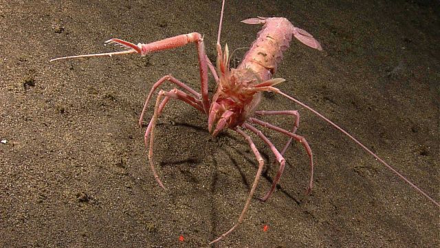 1/3 lobster, 1/3 crab, 1/3 alien Picture