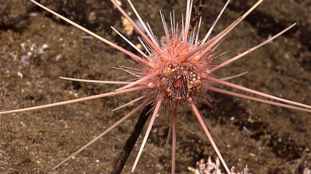 A large spiky sea urchin Picture