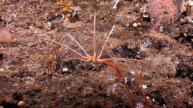 Sea spider (pycnogonid) seen on the side of a volcanic cone Picture