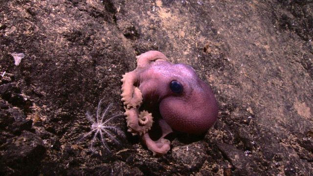 Large octopus with large glassy eyes seen near the summit of a seamount that rose to 1550 meters water depth. Picture