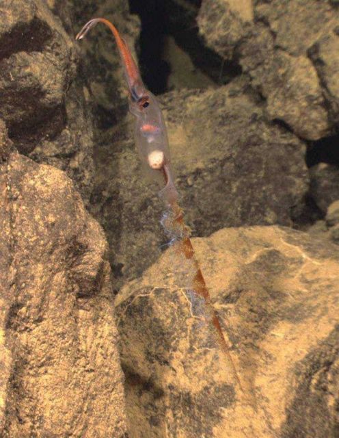 Squid observed on the side of a seamount Picture