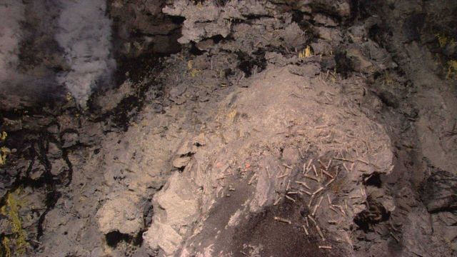 As we came upon the hydrothermal vent source, we could see frozen sulphur and dense populations of shrimp covering rocks. Picture
