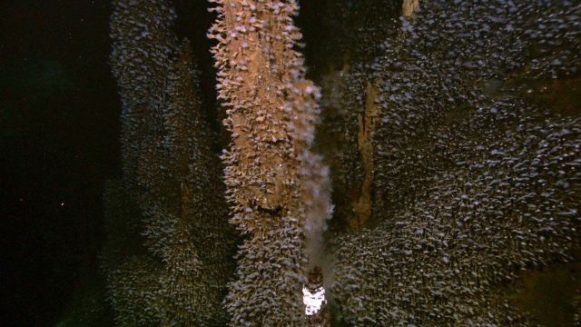 A vent spewing hydrothermal fluids in the foreground with barnacles covering sulphide chimneys behind. Picture