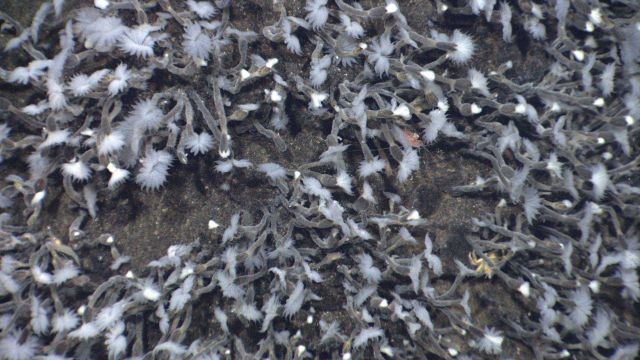 Close-up imagery showing barnacles covering sulphur structures on Kawio Barat volcano Picture