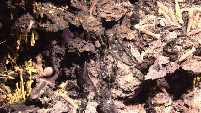 Zooming closer with the cameras on the ROV, we can see frozen sulphur rivulets covering the rocks Picture