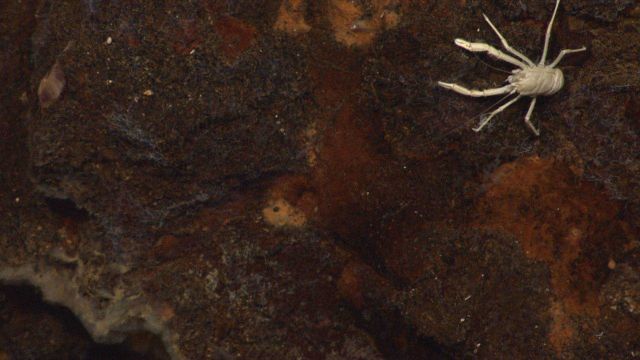 A closer look at a chimney surface reveals blue-white fluffy bacteria on a white squat lobster, probably a grazer. Picture