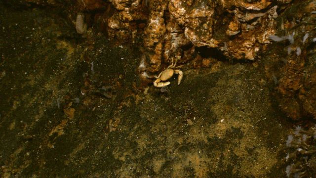 In a new site, we can never know for sure what the animals are from vent communities only Picture