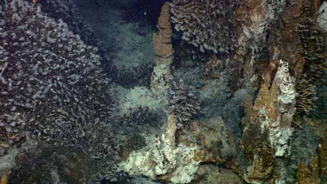 Cameras on the ROV reveal a field of sulphur chimneys completely covered with barnacles. Picture