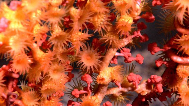 Closeup view of a bubblegum coral being colonized by a parasitic zoanthid at 1588 meters depth Picture