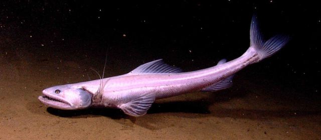 A 70-cm scraggly toothed bathysaurus fish. Picture