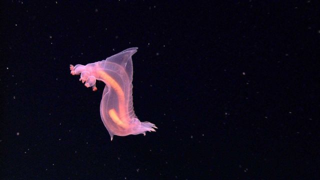 A spectacular image of a benthopelagic sea cucumber swimming in the near freezing waters of the abyss, approximately 3200 meters deep. Picture