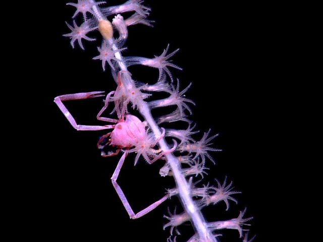 Close-up view of a bamboo whip coral with its associate squat lobster. Picture