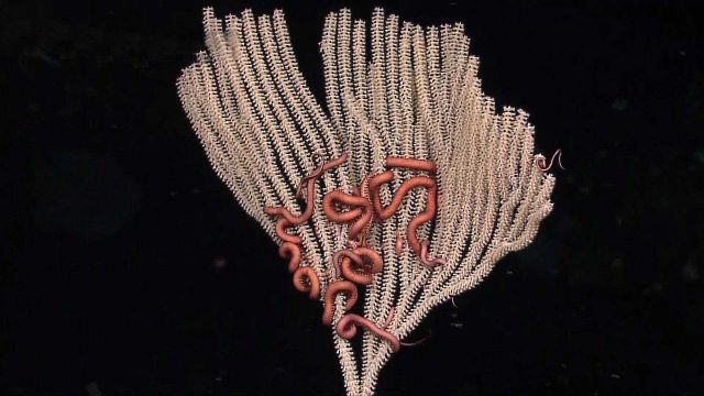 The association of this primnoid sea fan with the fleshy ophiuroids is commonly found around the worlds' deep-sea. Picture
