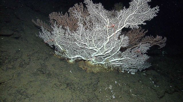 Scleractinian hard coral imaged at 1382 meters depth Picture