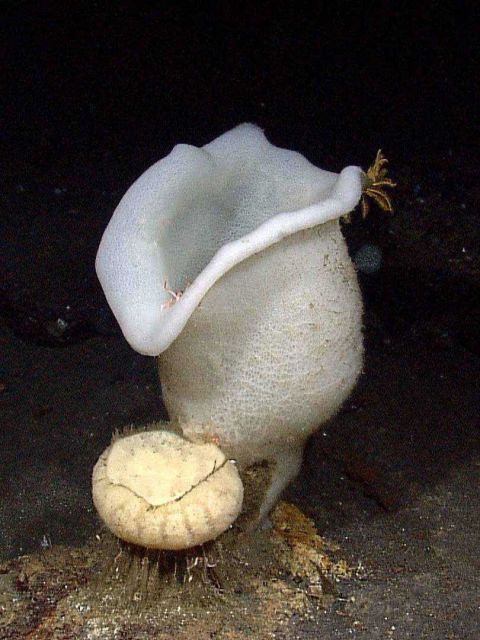 Large barrel sponges and their associates were observed on a small seamount that had been discovered by the Indonesian research ship Baruna Jaya IV Picture