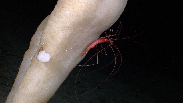 A shrimp with long legs on a sponge Picture