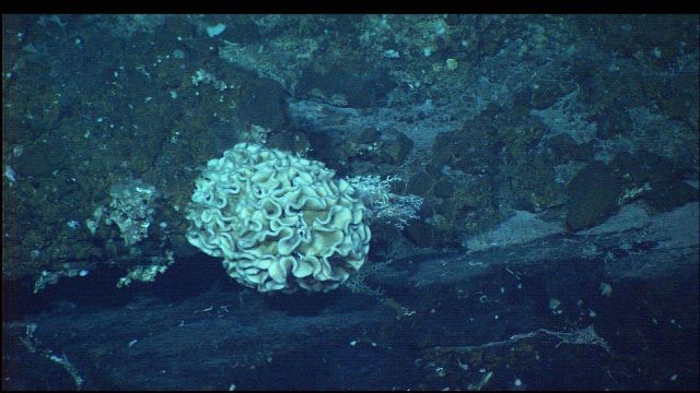 A large 20-cm wide Xenophyophore Picture