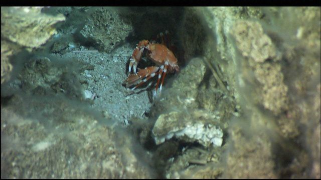 A beautifully marked red and white crab uses the carbonate debris at the base of a Lost City spire as shelter and protection Picture
