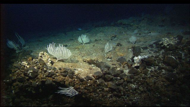 Graceful white corals reminiscent of candelabras on the seafloor of Atlantis Massif Picture