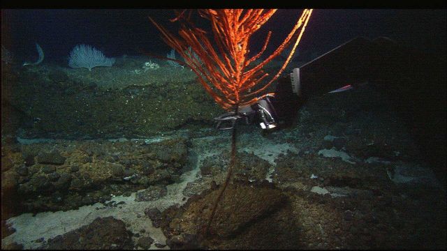 The manipulator arm of the Hercules ROV capturing a red antipatharian coral Picture