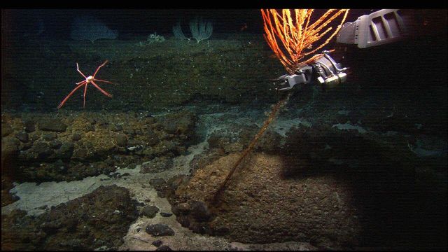 Note the galatheid crab leaping for its life as the Hercules ROV manipulator arm captures its home - a reddish antipatharian coral Picture