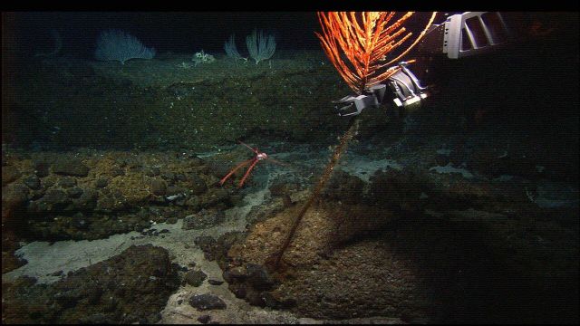 Note the galatheid crab leaping for its life as the Hercules ROV manipulator arm captures its home - a reddish antipatharian coral Picture