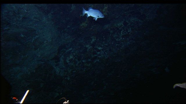 A wreckfish exploring the Lost City vent field Picture