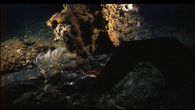 The manipulator arm of the Hercules ROV sampling a rock in an area of iron-stained hydrothermal alteration on the Atlantis Massif. Picture