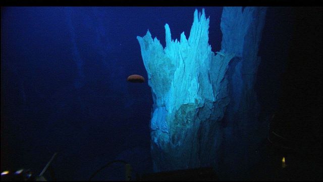 Hercules captured this image of a deep-sea jelly fish, possibly Poralia rufescens, undulating several meters above the seafloor just south of the IMAX Picture