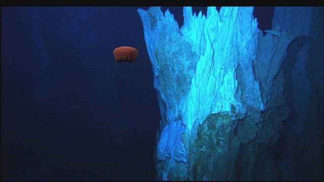 Hercules captured this image of a deep-sea jelly fish, possibly Poralia rufescens, undulating several meters above the seafloor just south of the IMAX Picture