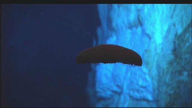 Hercules captured this image of a deep-sea jelly fish, possibly Poralia rufescens, undulating several meters above the seafloor just south of the IMAX Picture