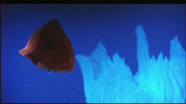 Hercules captured this image of a deep-sea jelly fish, possibly Poralia rufescens, undulating several meters above the seafloor just south of the IMAX Picture