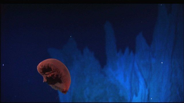 Hercules captured this image of a deep-sea jelly fish, possibly Poralia rufescens, undulating several meters above the seafloor just south of the IMAX Picture