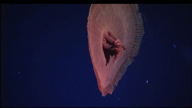 Hercules captured this image of a deep-sea jelly fish, possibly Poralia rufescens, undulating several meters above the seafloor just south of the IMAX Picture