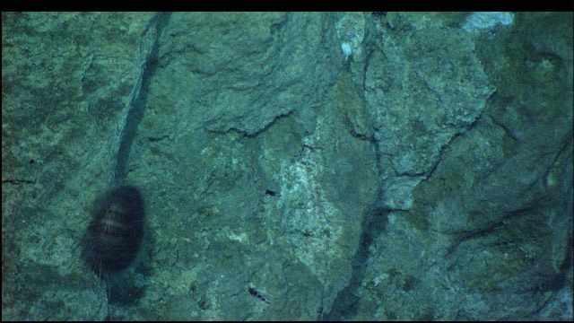 A solitary urchin Picture