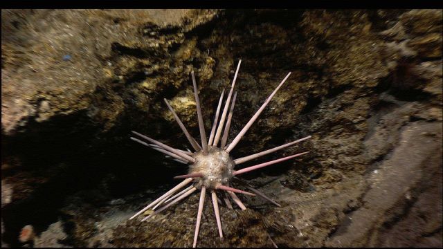 A closeup of the large pencil urchin seen in image expl2258. Picture