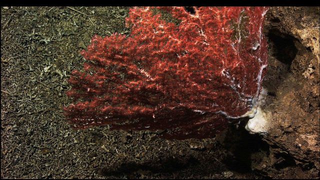 Red polyps of an octocoral having a white exoskeleton Picture