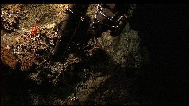 A galatheid crab protecting its territory from the manipulator arm of the Hercules ROV. Picture