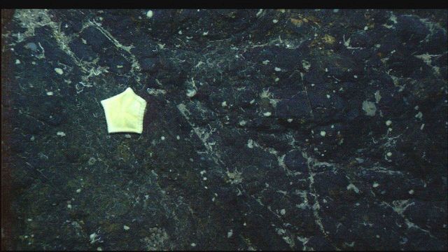 A lone white starfish and other biota on a black rock outcrop. Picture