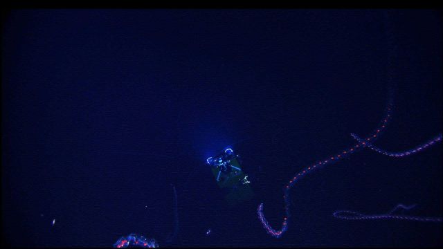 Ghost-like bioluminescent siphonophores drift far above the Hercules ROV Picture