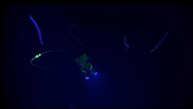 Ghost-like bioluminescent siphonophores drift far above the Hercules ROV Picture