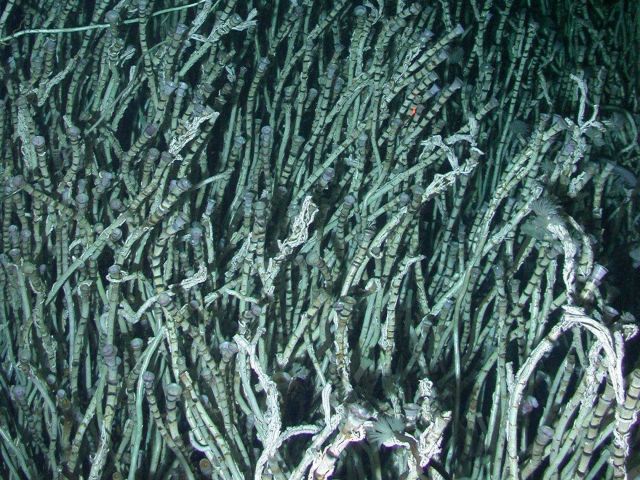 Extensive beds of siboglinid polychaetes provide a habitat for many animals Picture