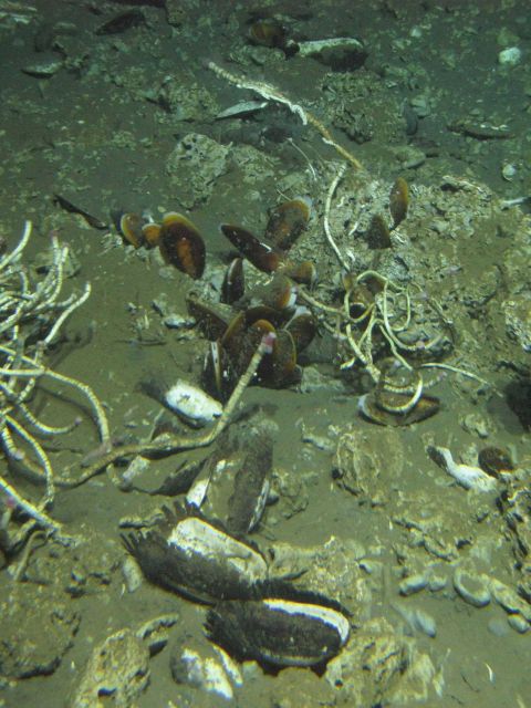 This picture illustrates four common types of hard substrate at seeps: clams (white and black shells; Solemyidae: Acharax sp.), mussels (brown shells; Picture